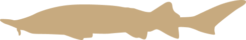 files/siberian-silhouette.png